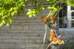 National Trust garden decor lifestyle, landscape
