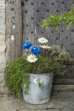National Trust plant stakes lifestyle, portrait