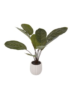 Homesense Fake Plant £12.99