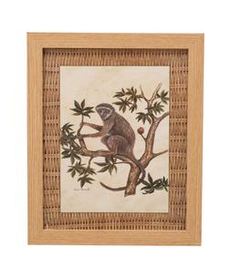 Monkey Picture