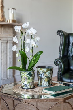 KEW BOTANICAL RETREAT PLANTER WITH SAUCER &pound;29.99 - &pound;39.99