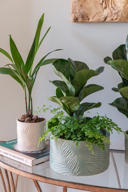 KEW STONEWARE SAGO PALM PLANTERS IN IVORY & OLIVE &pound;17.99- &pound;29.99,KEW STONEWARE SAGO PALM BOWL IVORY & SAGE &pound;44.99