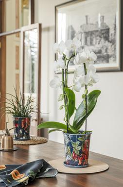 KEW TEMPERATE HOUSE PLANTER WITH SAUCER 14cm & 16cm &pound;29.99 - &pound;39.99