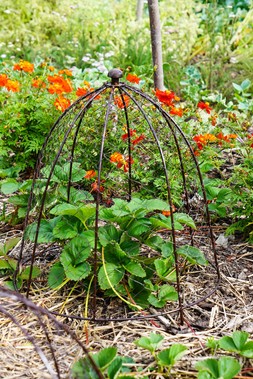 OUTDOOR WIRE NETTED PLANT PROTECTOR BRONZE H48CM W36CM &pound;34.99