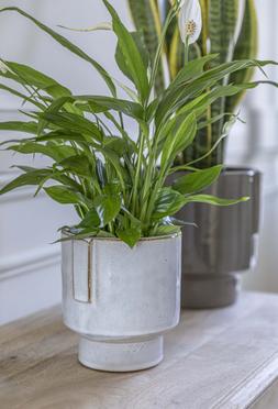 Aries Glazed Handles Planter Charcoal H20cm D19cm &pound;29.99 1