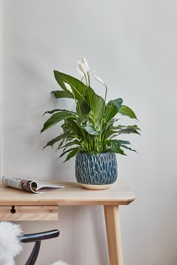 ARLES LEAF EMBOSSED TEAL PLANTER H20CM W22CM &pound;34.99