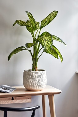 ARLES LEAF EMBOSSED WHITE PLANTER H17CM W18CM &pound;24.99