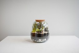 Bowl Shape Medium Terrarium Diy Kit H20cm D19cm &pound;39.99