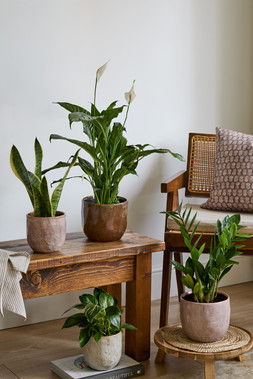 BROOKE RUSTIC GLAZED PLANTERS in WHITE, CHOCOLATE & BLUSH £9.99 - £14.99