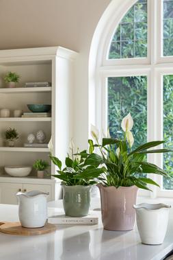 Camellia White Scalloped Edge Planter H25cm D26cm £39.99