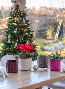 Cyclamen Planter Gloss Cerise &pound;5.99, Cyclamen Planter Gloss Pewter &pound;5.99, Cyclamen Planter Gloss Violet &pound;5.99, Cyclamen Planter Gloss Cream H13.5cm D14cm &pound;5.99