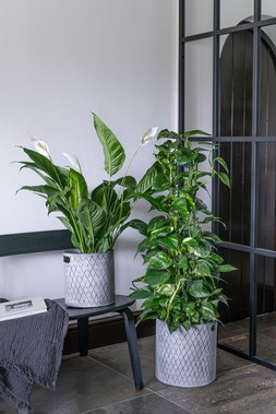 AW25 Ivyline - INDOOR ZINC PLANTER H23CM W23CM