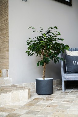 LEON GRANITE PLANTER 22CM &pound;19.99
