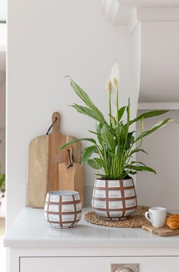 MODA WAX RELIEF BOWL PLANTER £14.99 -£29.99