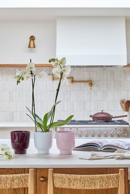 ORCHID PINK GLOSS PLANTER , ORCHID PLUM GLOSS PLANTER & ORCHID WHITE GLOSS PLANTER £6.99 EACH