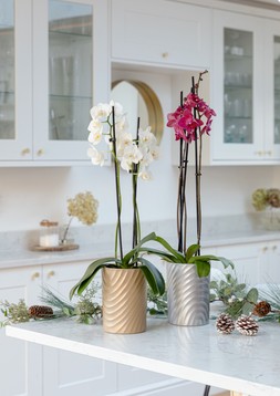 Orchid Cylinder Gold Planter H18cm D13cm &pound;9.99
