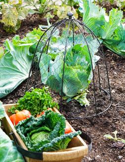 OUTDOOR WIRE NETTED PLANT PROTECTOR ZINC &pound;39.99