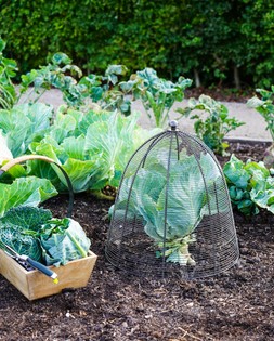 OUTDOOR WIRED PLANT PROTECTOR ZINC &pound;54.99.