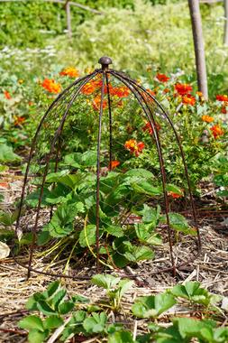 OUTDOOR WIRE NETTED PLANT PROTECTOR BRONZE H48CM W36CM