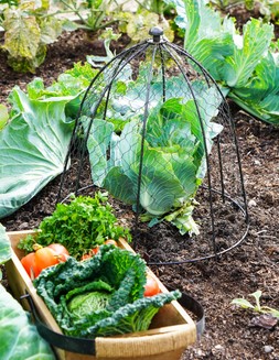 OUTDOOR WIRE NETTED PLANT PROTECTOR ZINC H48CM W36CM