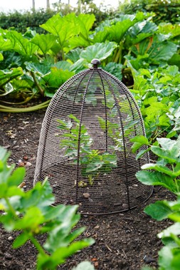 OUTDOOR WIRED PLANT PROTECTOR BRONZE H48CM W36CM