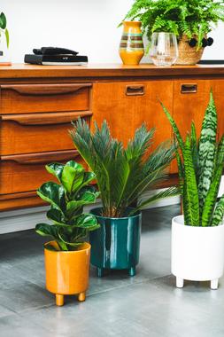 Pisa Mustard Planter H19cm D16cm &pound;29.99 4