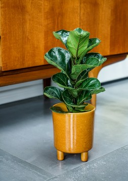 Pisa Mustard Planter H19cm D16cm &pound;29.99 6