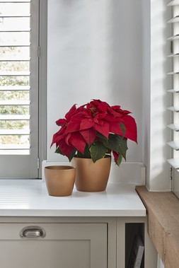 Poinsettia Planter Brushed Gold H12cm D13cm &pound;7.99