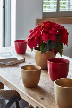 POINSETTIA PLANTER BRUSHED GOLD H17CM D20CM