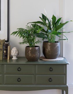 Rustic Moss Planter H19cm D21cm &pound;24.99, Rustic Moss Planter H23cm D25cm &pound;29.99