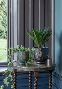 https://az.prshots.es/contents/archives/3698/1568/images/thumb350x287_auto/ivyline-kew-leaf-embosed-moss-cork-planter-h18cm-d18cm-29.99-kew_3f9f9_thumb.jpg