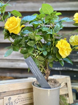 Golden wedding anniversary rose gift