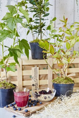 Superfood Berry Crate
