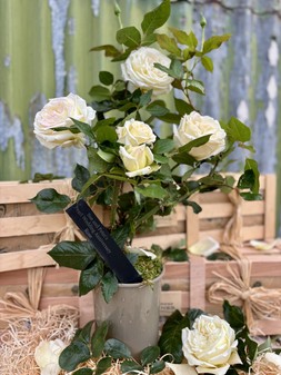Pearl Wedding Anniversary Rose Gift