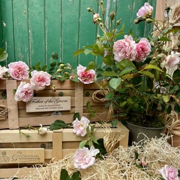 Father of the Groom Rose Gift