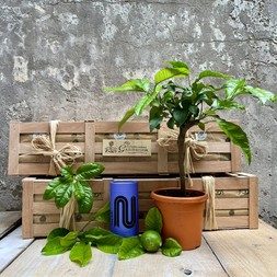 The Earl Grey Tea Crate