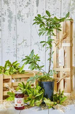 The Medlar Tree Crate