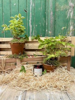 The Wild Strawberry Crate
