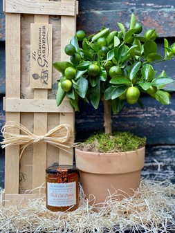 The Calamondin Orange Crate