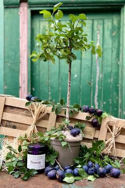 The Wild Plum Tree Crate