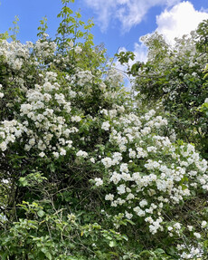 https://az.prshots.es/contents/archives/4061/1655/images/thumb350x287_auto/the-gluttonous-gardener-d158b272-0772-40a3-bb4c-4ab43f30bbf4.jpe_71c8c_thumb.jpg