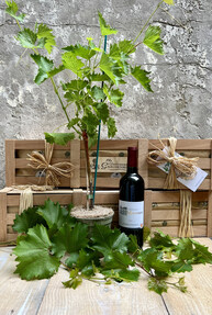 https://az.prshots.es/contents/archives/4061/1655/images/thumb350x287_auto/the-gluttonous-gardener-img-6511_thumb.jpg