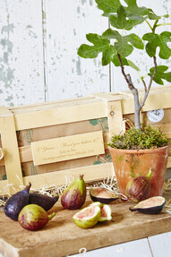 https://az.prshots.es/contents/archives/4061/1655/images/thumb350x287_auto/the_gluttonous_gardener_5th-wedding-anniversary-personalised-fig_8d2e2_thumb.jpg
