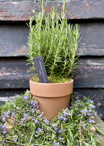 https://az.prshots.es/contents/archives/4061/1655/images/thumb350x287_auto/the_gluttonous_gardener_img_4428_thumb.jpg