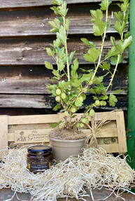 https://az.prshots.es/contents/archives/4061/1655/images/thumb350x287_auto/the_gluttonous_gardener_the-gooseberry-gift-crate_thumb.jpg